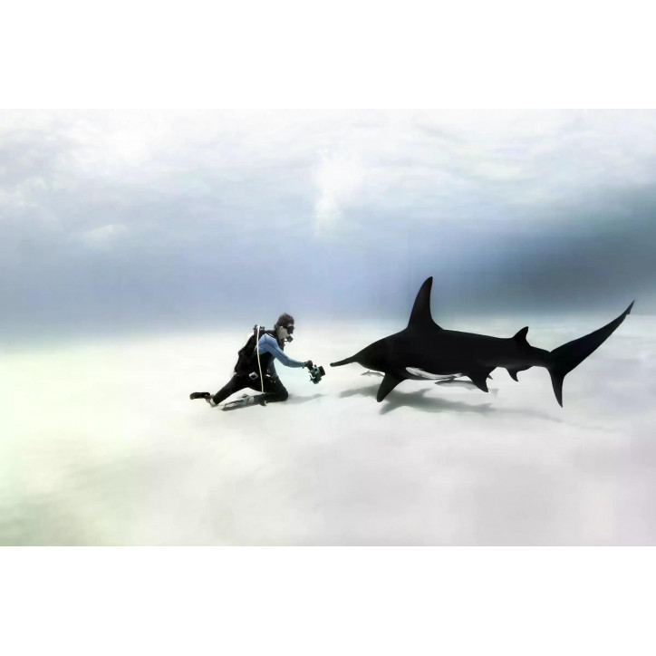 Diver Hammerhead Shark Diver Hammerhead Shark