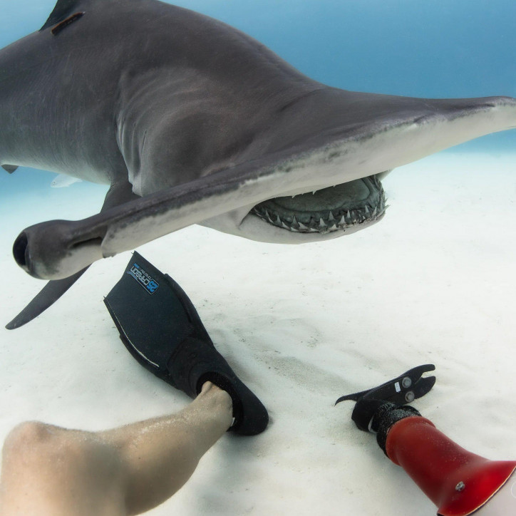 Diver Hammerhead Shark Diver Hammerhead Shark