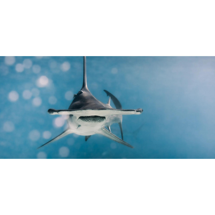 Diver Hammerhead Shark Diver Hammerhead Shark